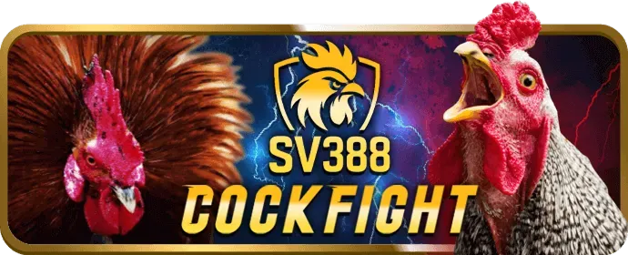 Hình ảnh đá gà trực tuyến tại win55 dk 55k.